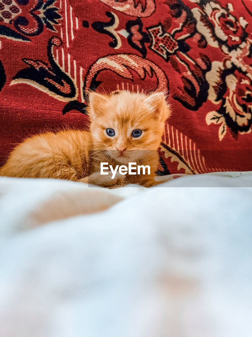 Portrait of kitten relaxing on bed