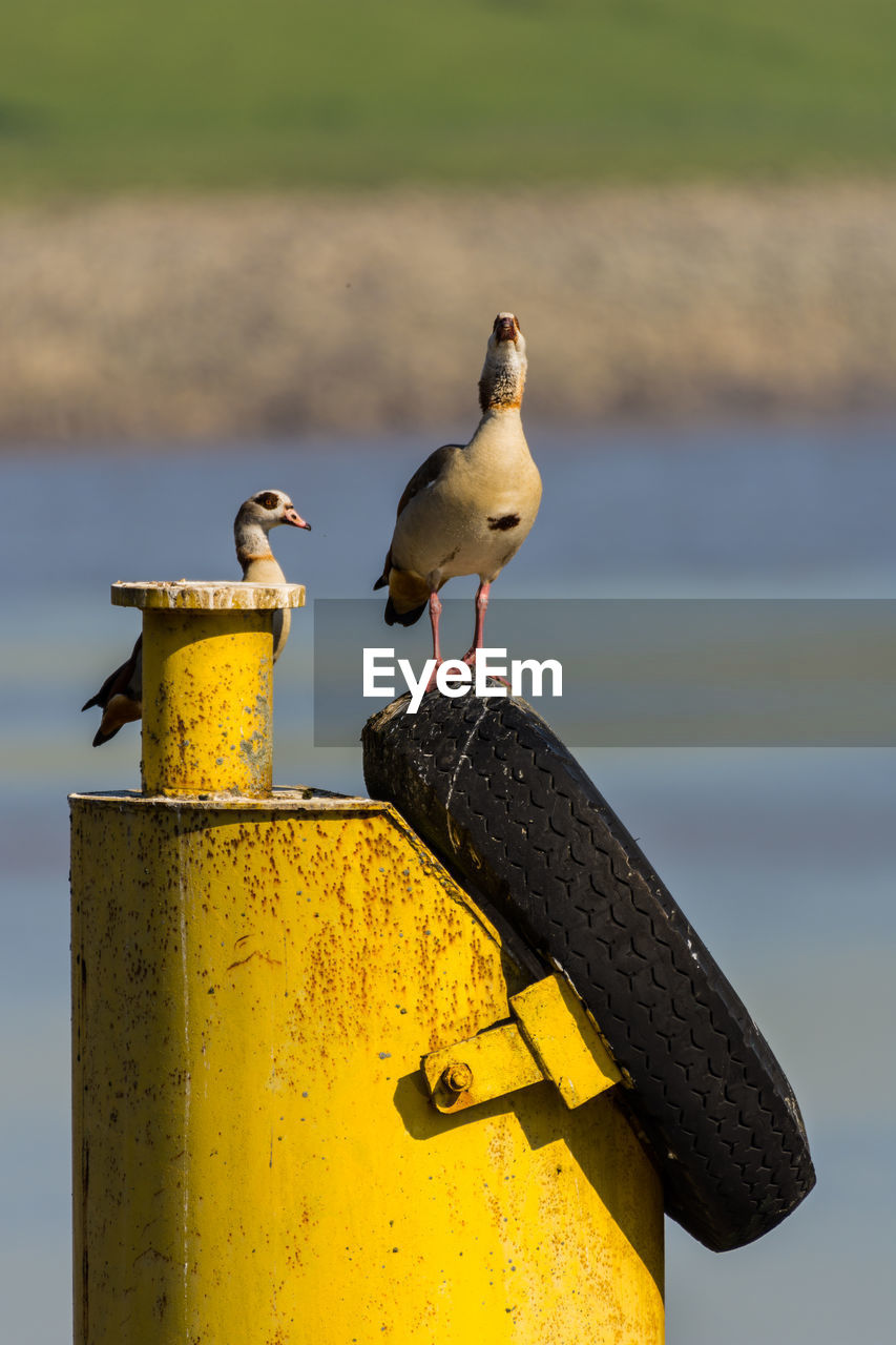 BIRDS PERCHING ON METAL