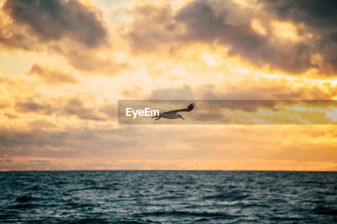 The seagull under the ocean. beautiful sunset