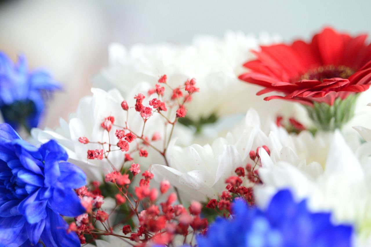 CLOSE-UP OF RED FLOWERS BLOOMING