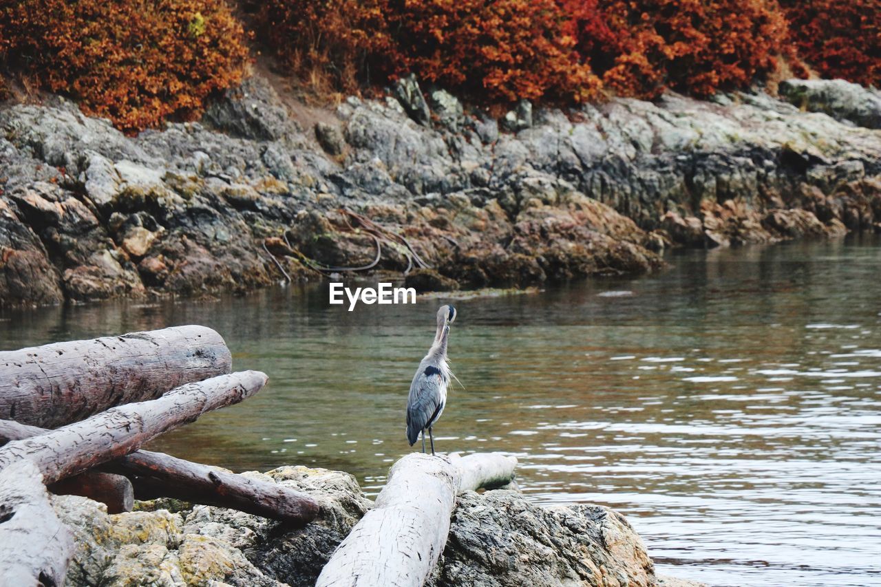 Gray heron perching on rock by lake