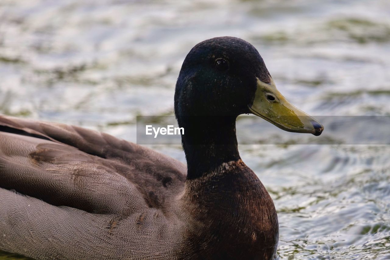 CLOSE-UP OF A DUCK IN LAKE