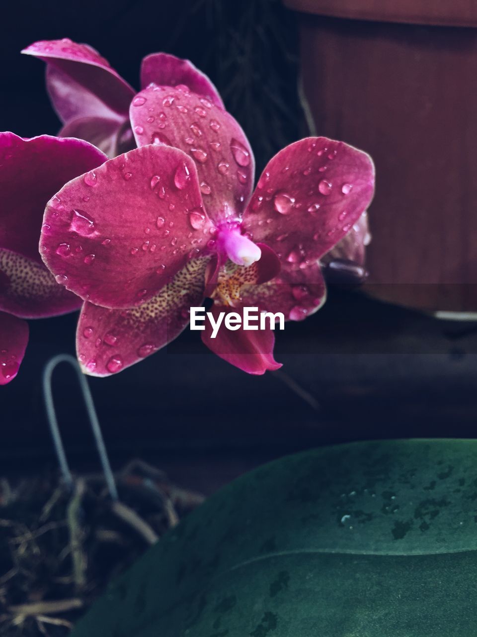 CLOSE-UP OF WATER DROPS ON PINK FLOWER WITH RAIN