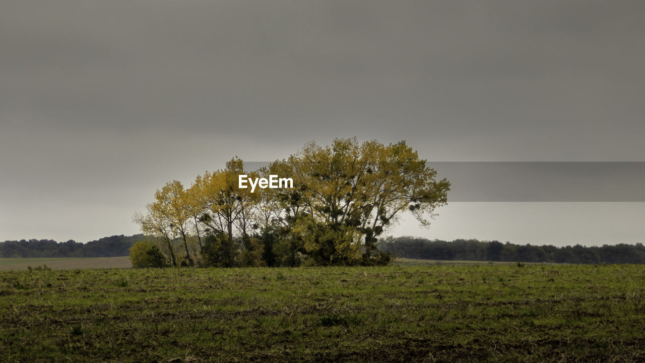 Tree on field against sky