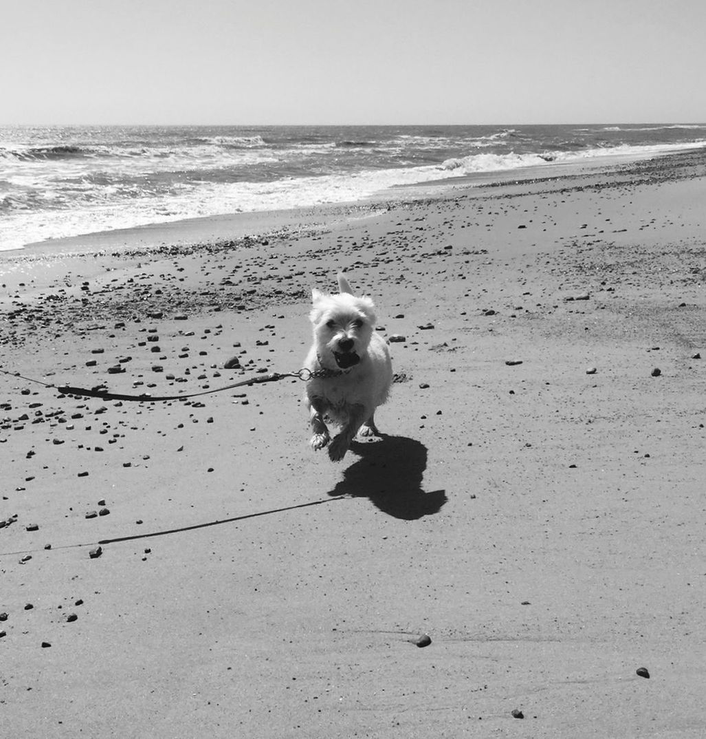 Portrait of dog running at beach against clear sky