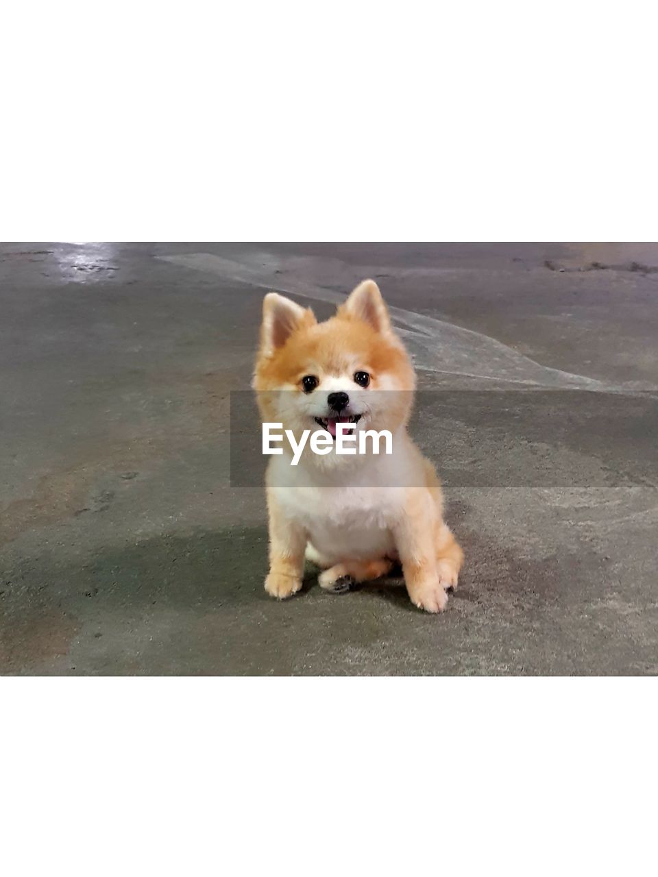 PORTRAIT OF DOG