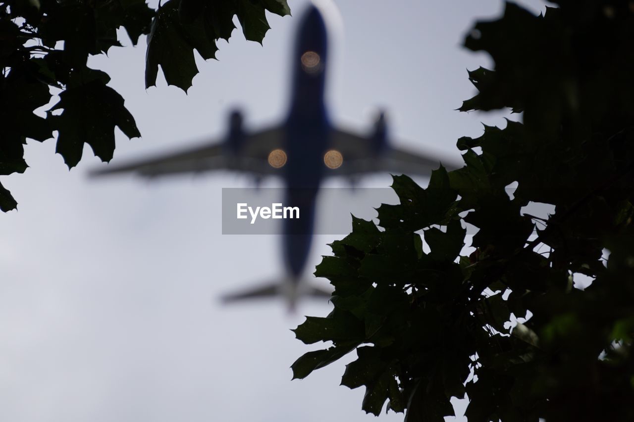 Close-up of silhouette leaves growing on tree against sky