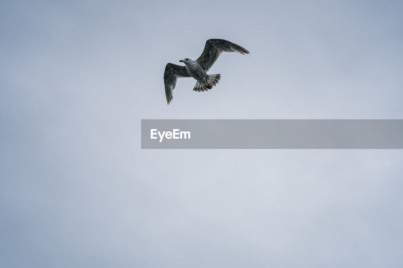 LOW ANGLE VIEW OF EAGLE FLYING
