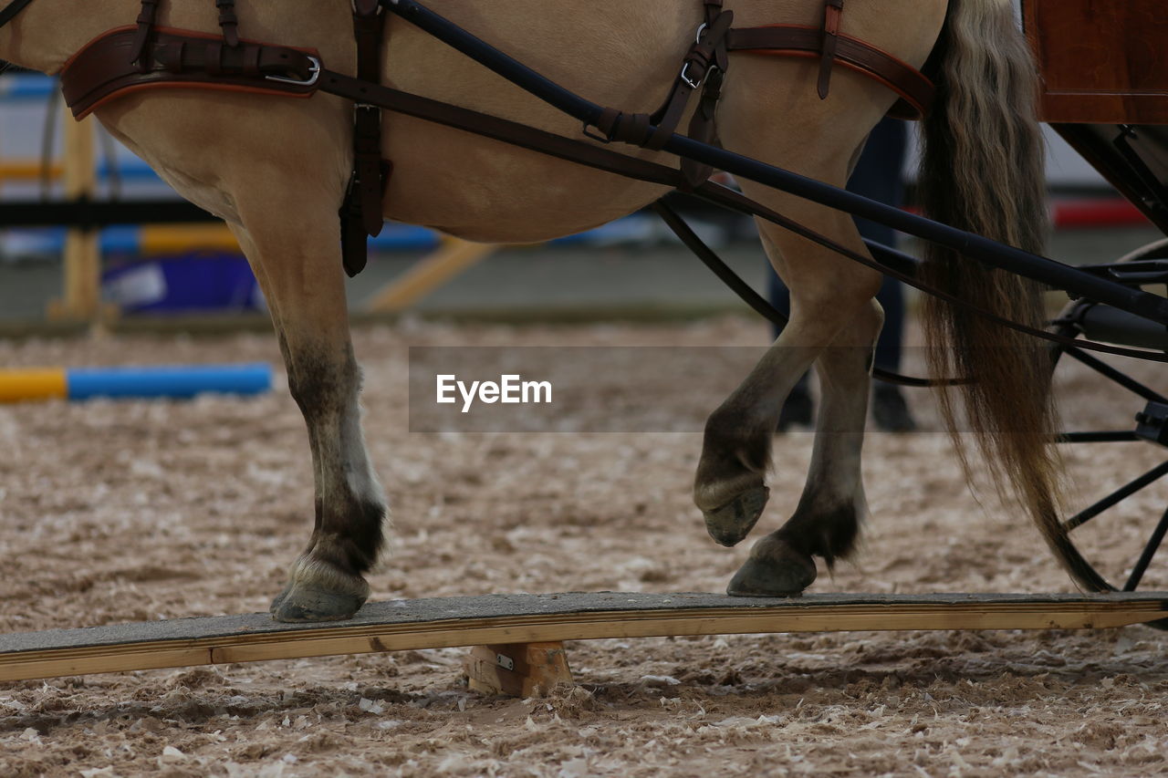 LOW SECTION OF HORSE WITH ANIMAL ON GROUND