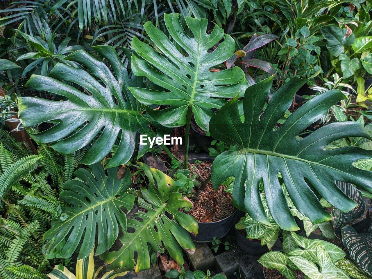 Monstera deliciosa plants with split leaves