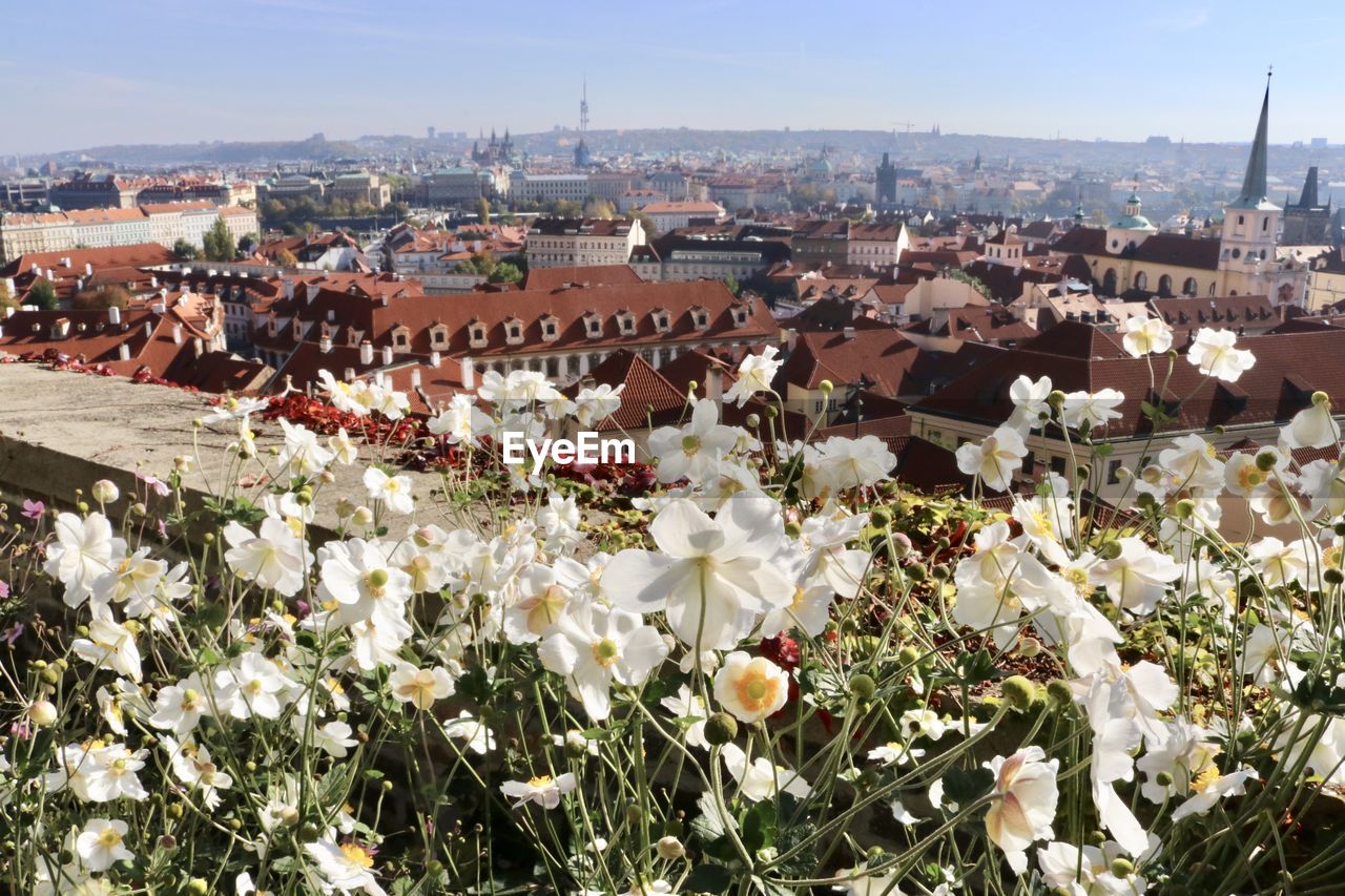 White flowering plants and buildings in city against sky