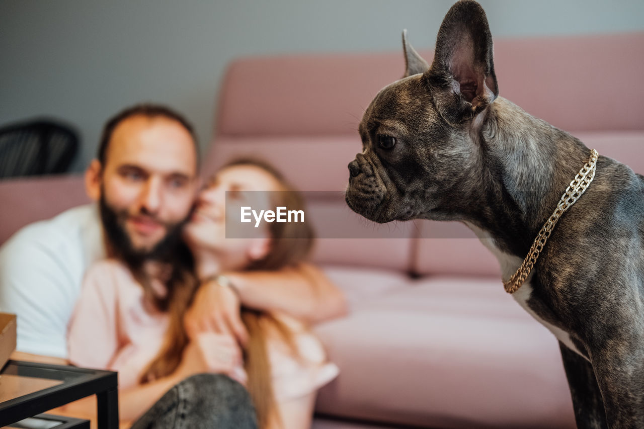 Small french bulldog pitifully looking while cheerful man and woman smiling on the background	
