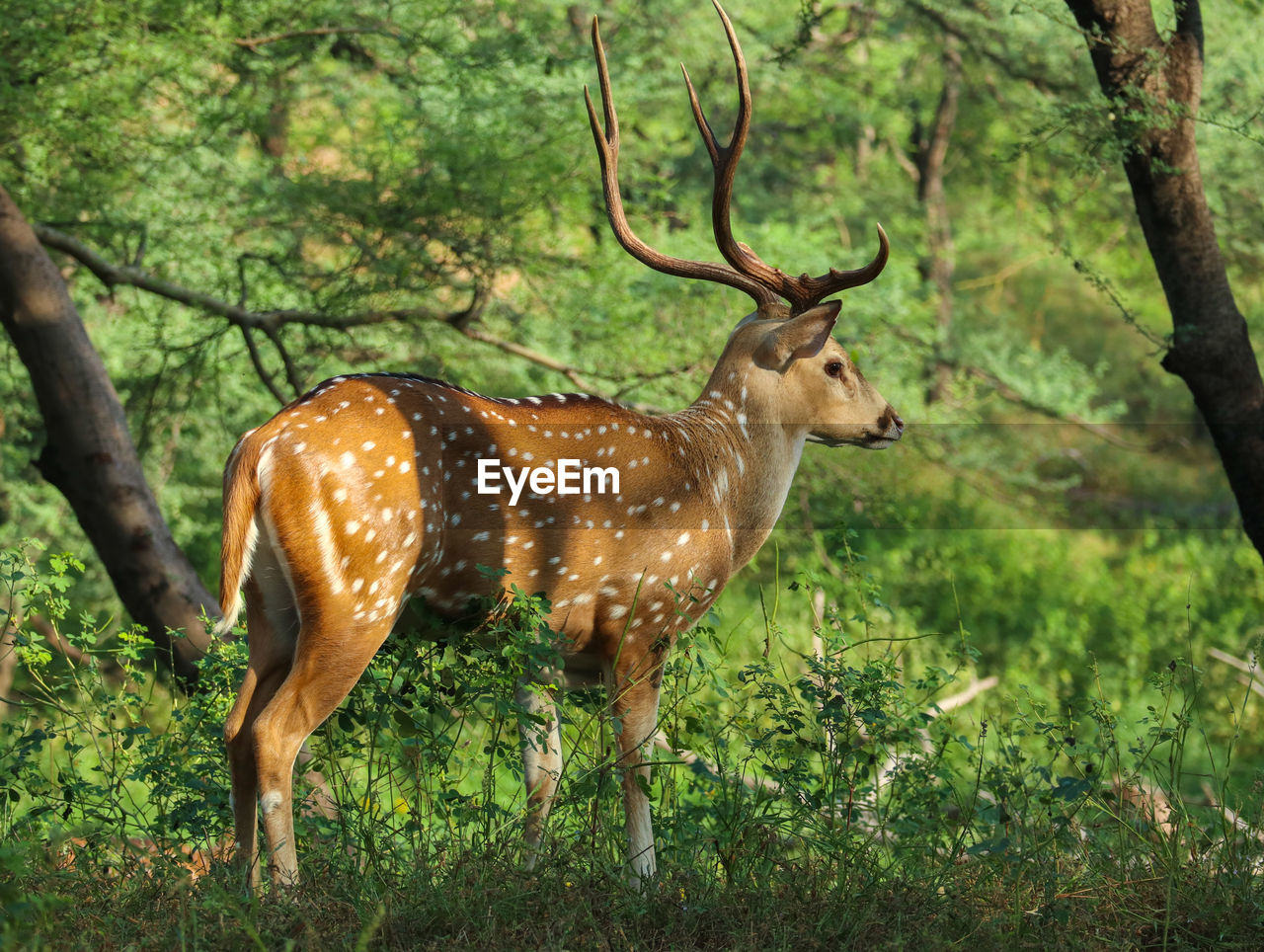 VIEW OF DEER IN FOREST