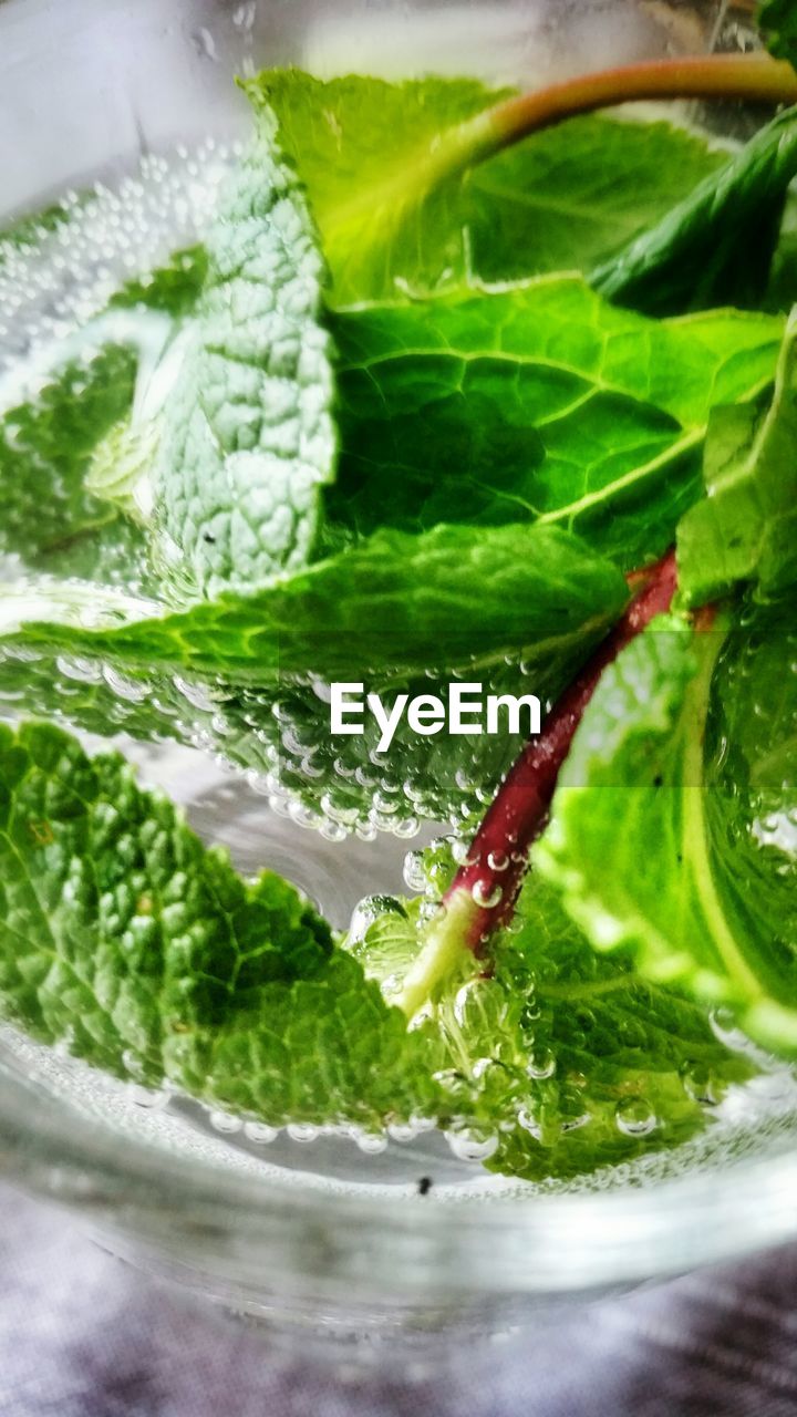Extreme close up of mint in drink