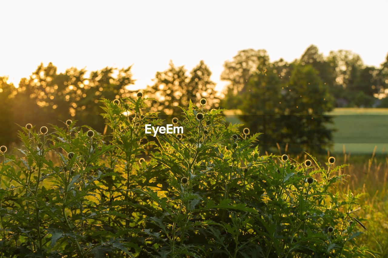 Close-up of fresh plants against blurred background