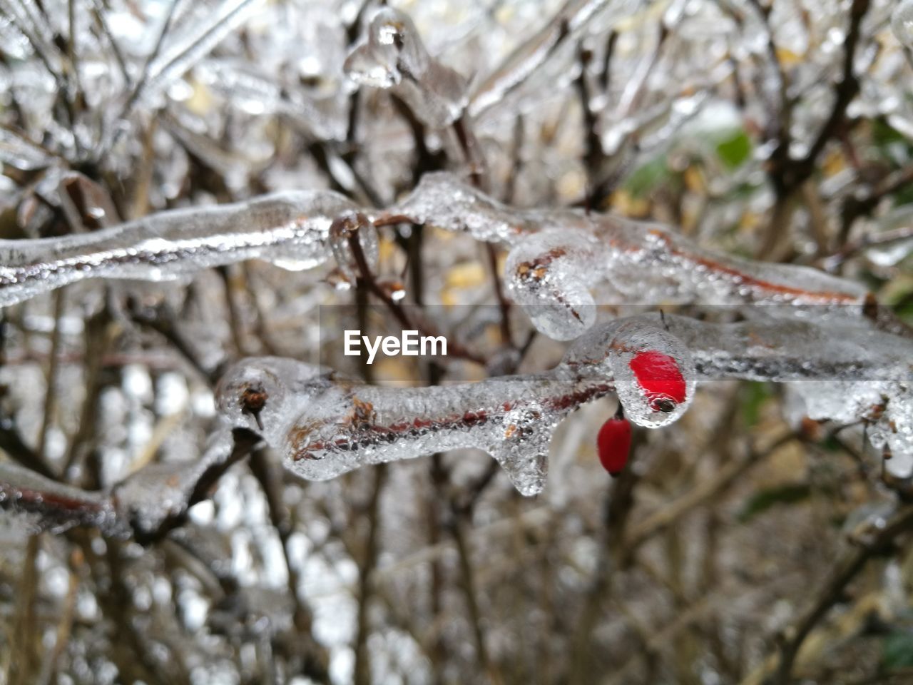 CLOSE UP OF SNOW ON TREE