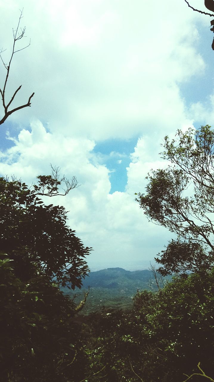 TREES AGAINST CLOUDY SKY