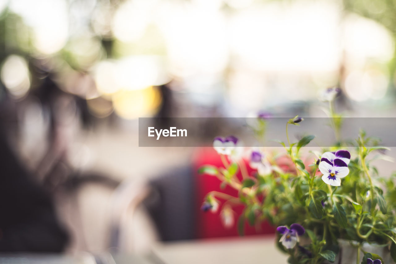 Close-up of pansy flowers growing on potted plant