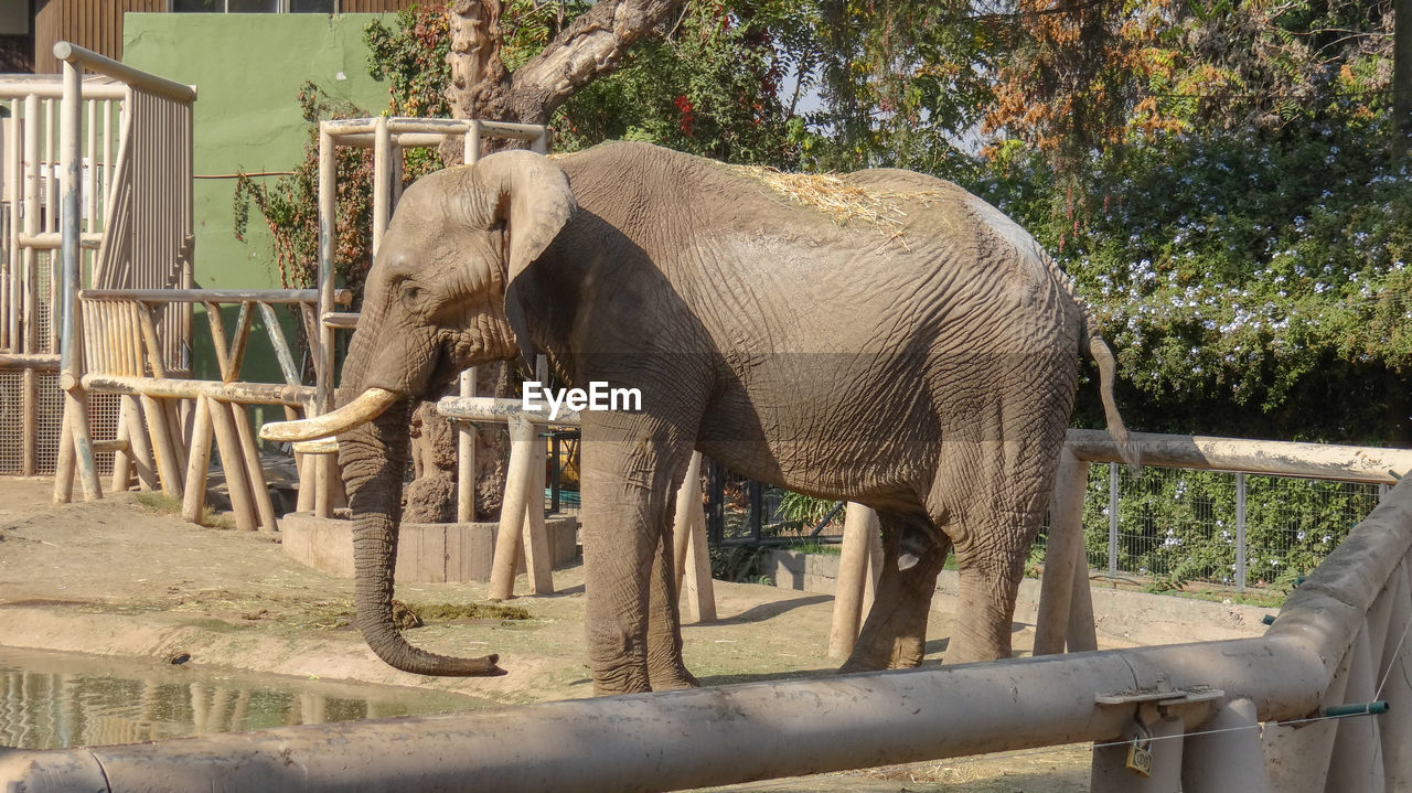 Side view of elephant in zoo