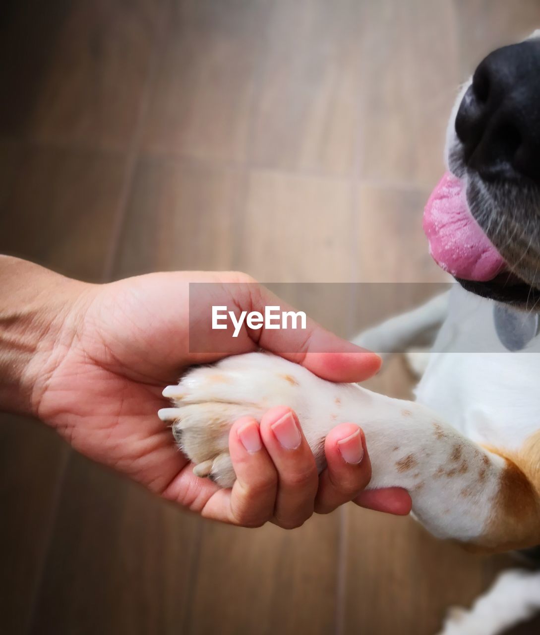 Cropped hand holding dog leg on hardwood floor at home