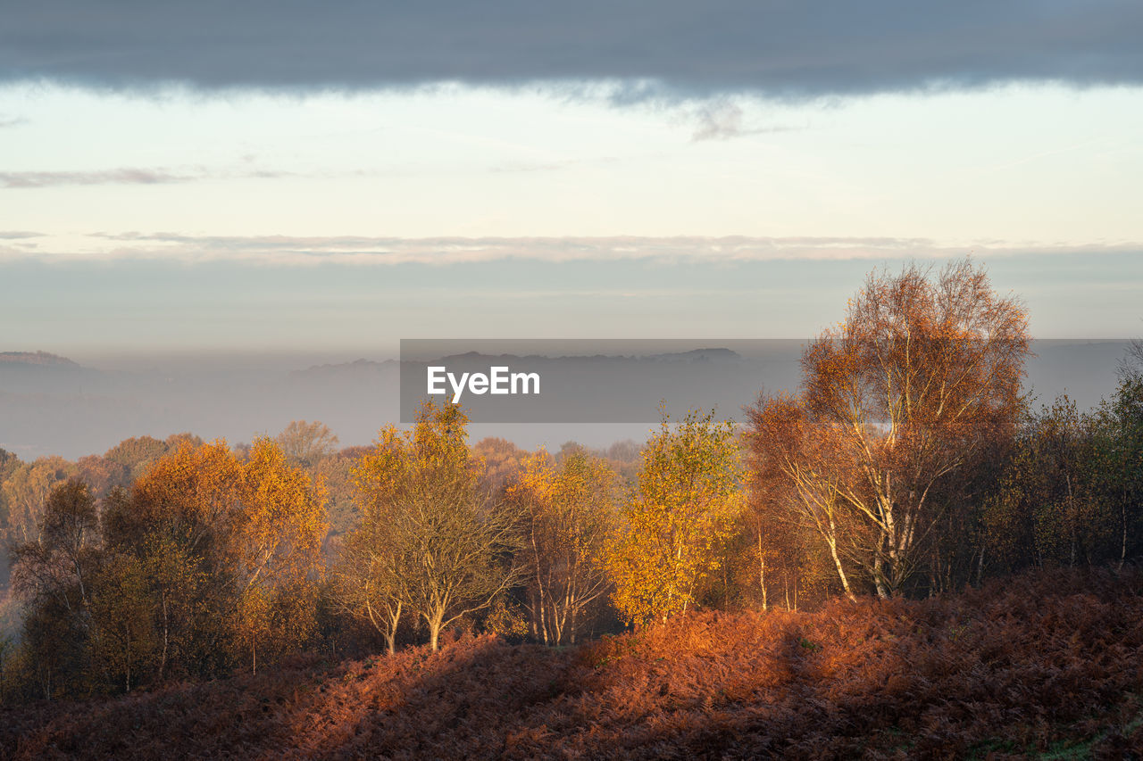 SCENIC VIEW OF TREES AGAINST SKY