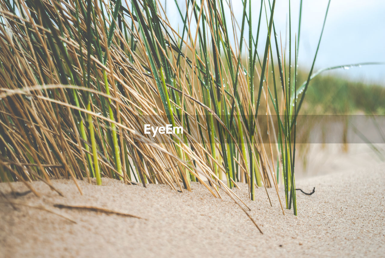 Close-up of marram grass on beach against sky