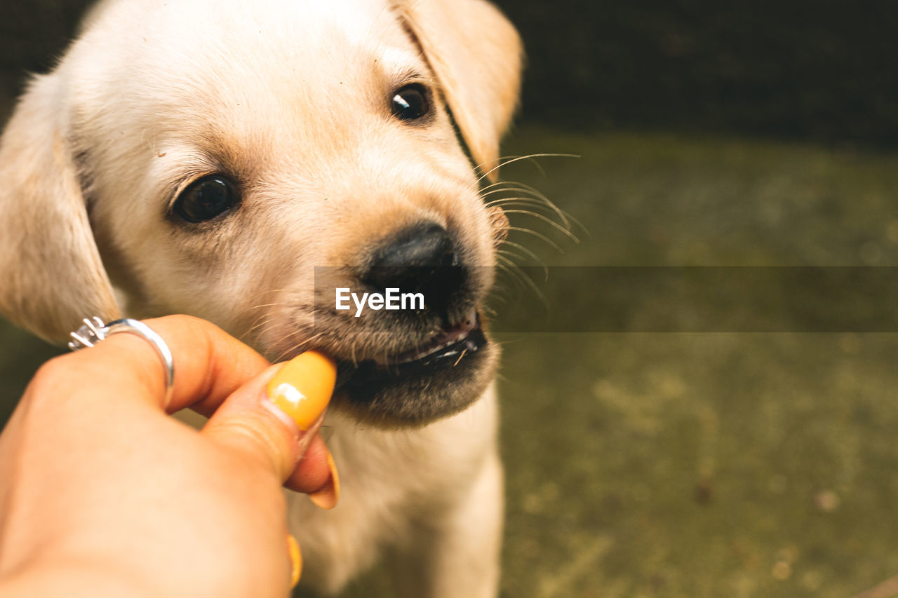 CLOSE-UP OF HAND HOLDING DOG WITH MOUTH