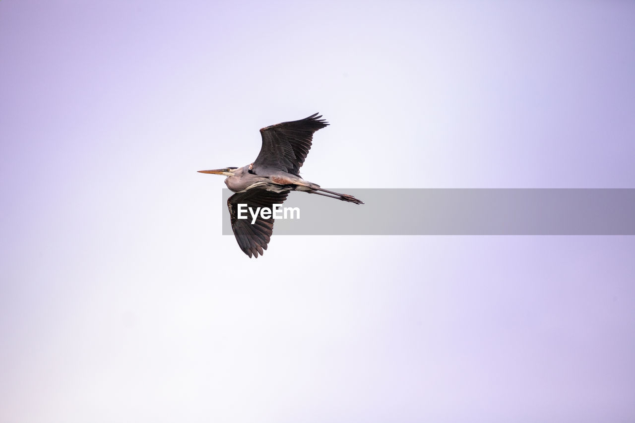 Great blue heron ardea herodias in the marsh at lakes park in fort myers, florida