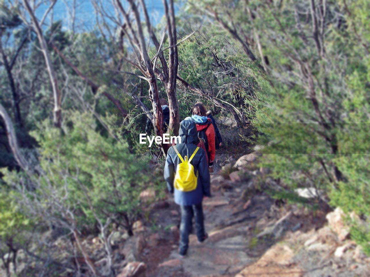 FULL LENGTH REAR VIEW OF MAN WALKING ON TREE