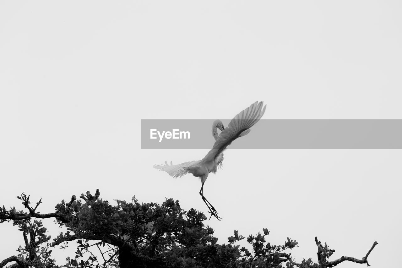 Low angle view of heron landing on tree against clear sky