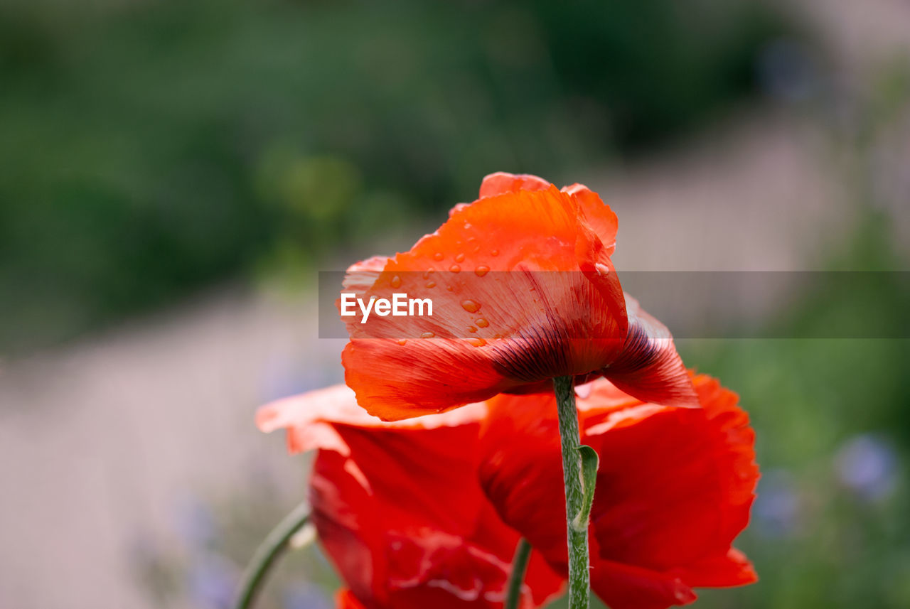 CLOSE-UP OF RED POPPY ON PLANT