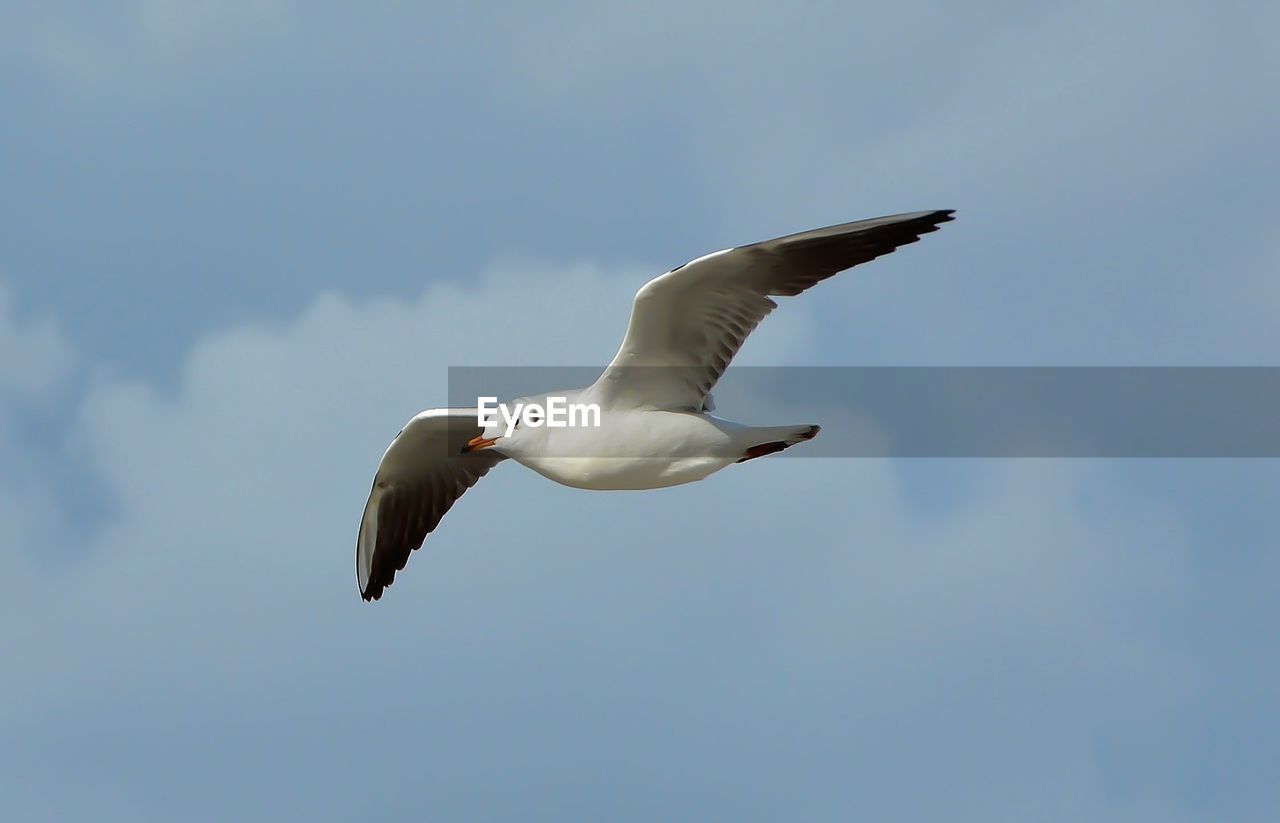 LOW ANGLE VIEW OF SEAGULL FLYING