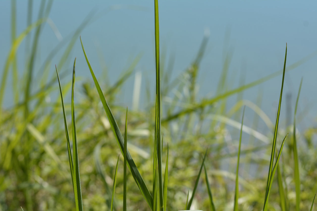 CLOSE-UP OF GRASS ON FIELD