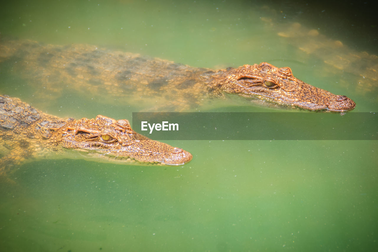 CLOSE-UP OF A TURTLE IN LAKE