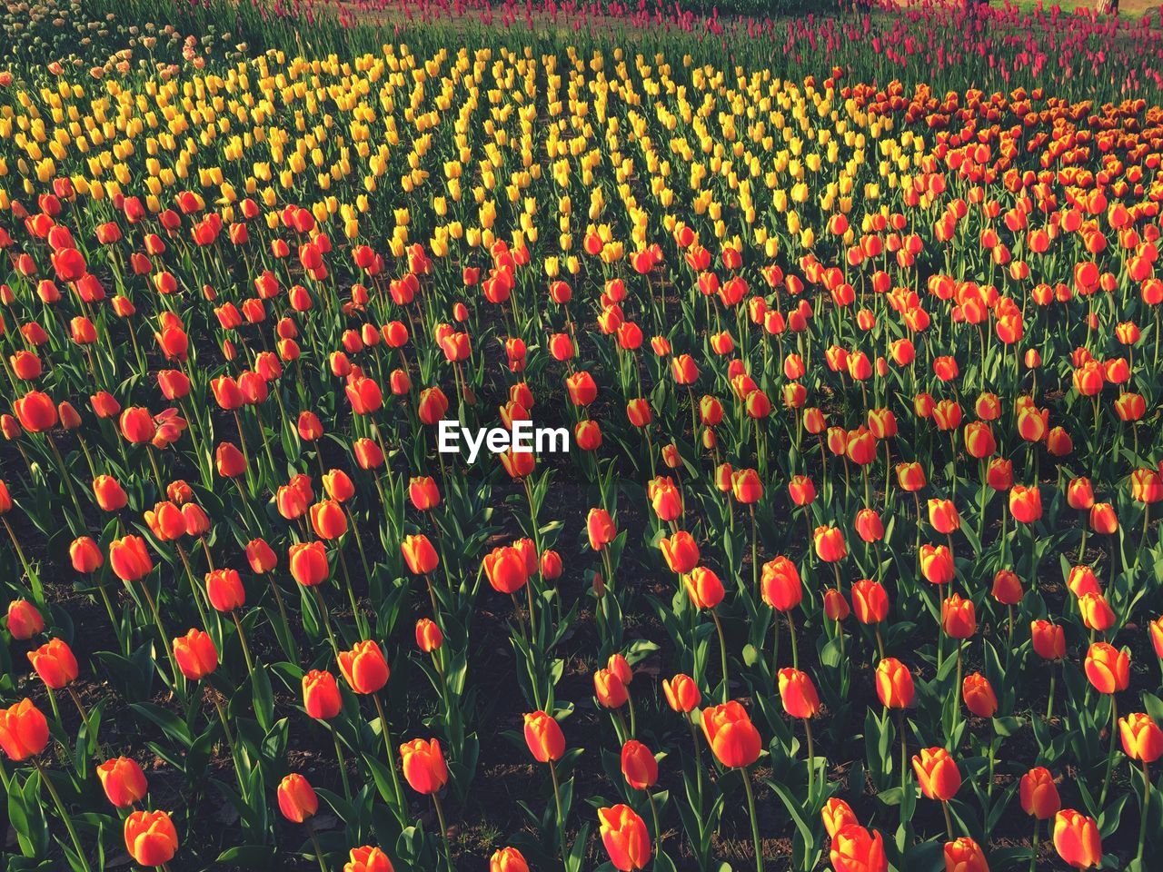 Poppy flowers growing in field