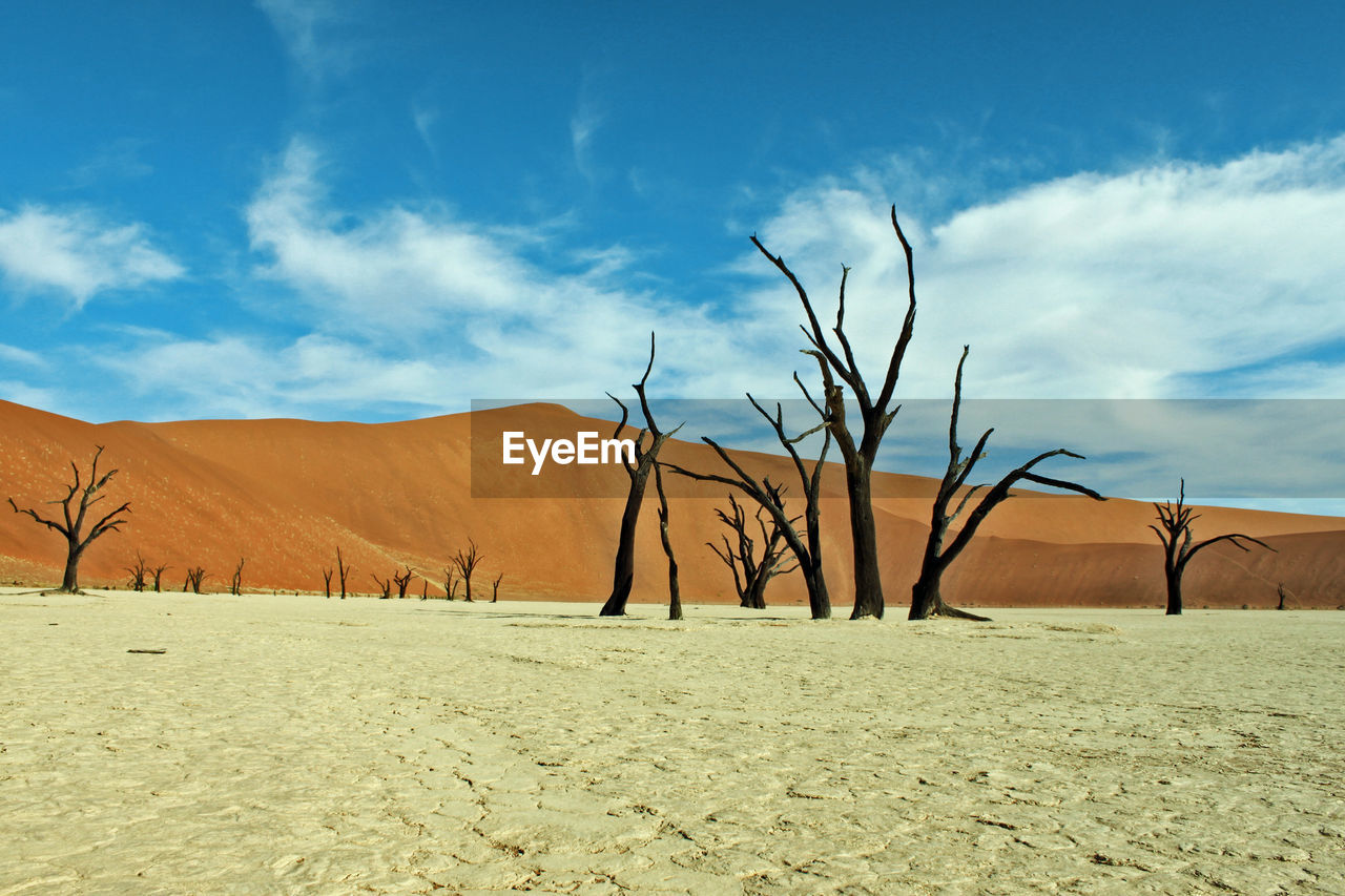 Dead trees in desert at deaddvlei