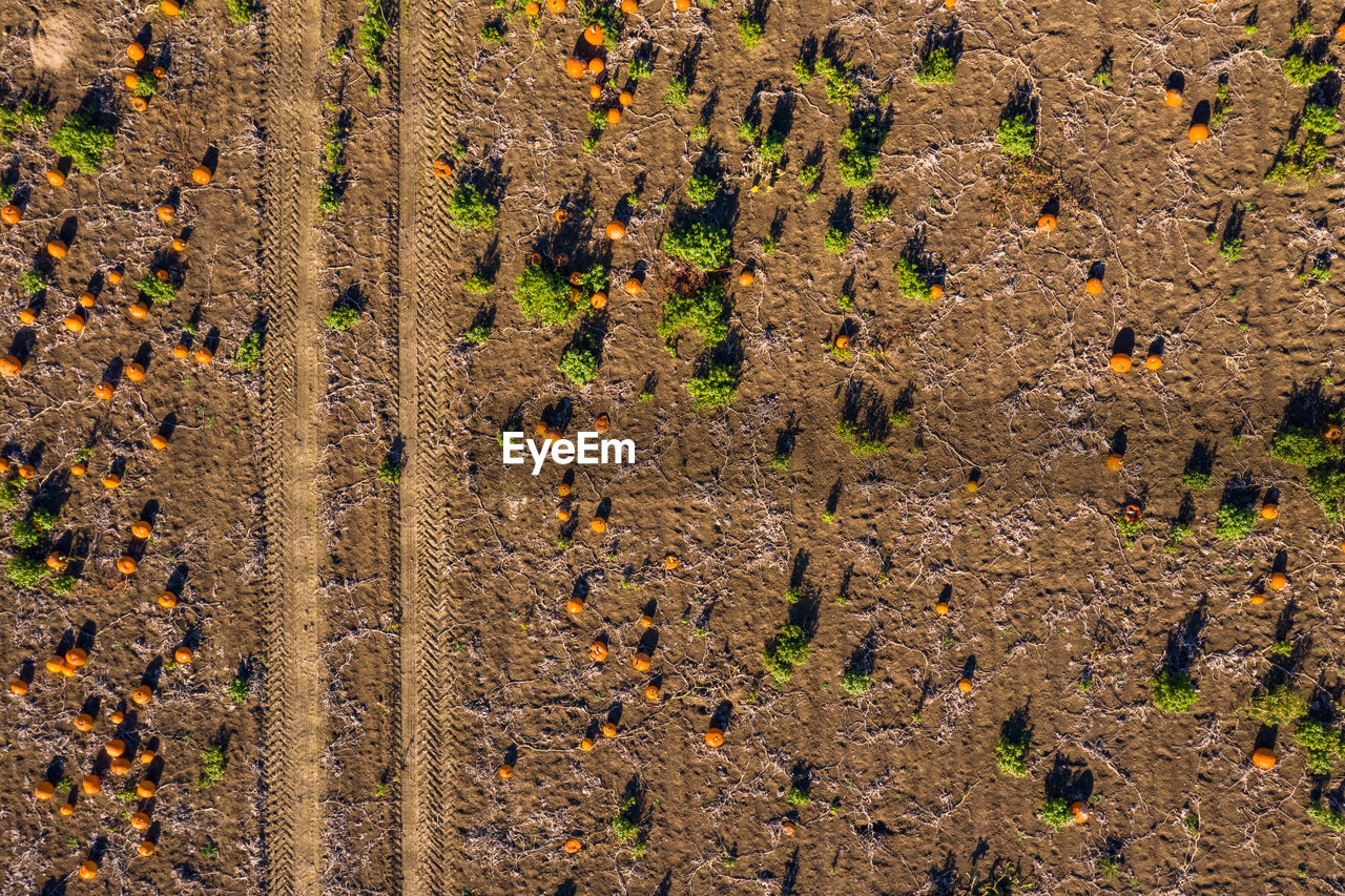 Ripe pumpkins in a field seen with a drone awaiting harvest and decorations for halloween