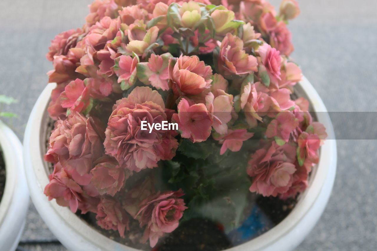 High angle view of pink flowering plant