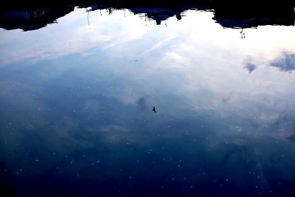 DUCKS SWIMMING IN LAKE