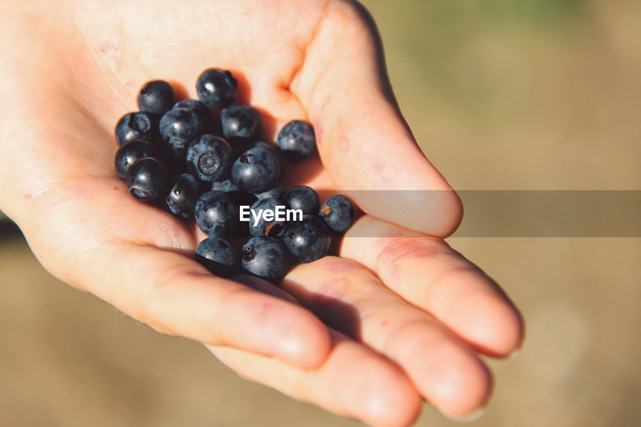 Cropped image of woman holding blueberry fruits