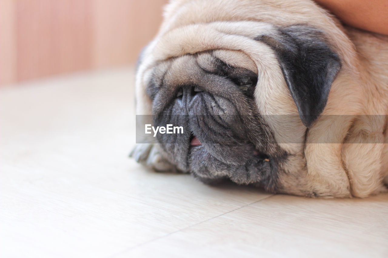 Close-up of a dog resting