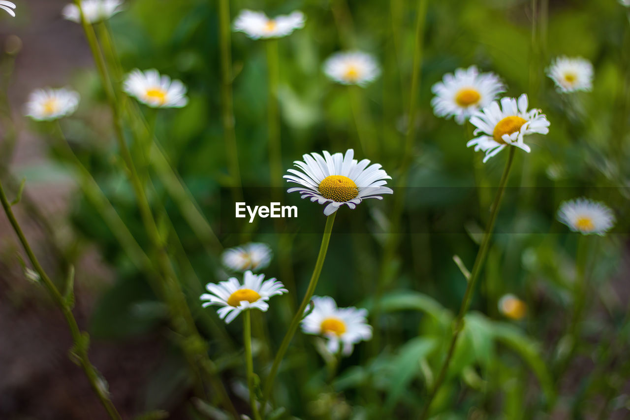 flower, flowering plant, plant, freshness, beauty in nature, nature, daisy, meadow, grass, close-up, fragility, field, white, flower head, no people, growth, summer, medicine, petal, macro photography, botany, wildflower, plain, yellow, inflorescence, outdoors, land, herb, springtime, green, healthcare and medicine, multi colored, environment, focus on foreground, alternative medicine, day, animal wildlife, selective focus, food, blossom, non-urban scene