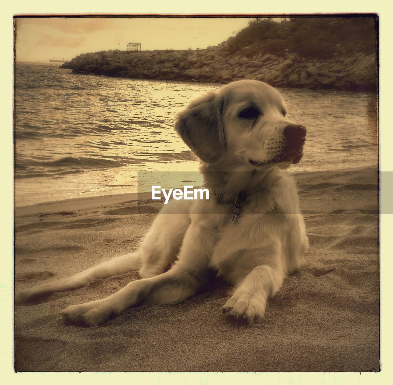 DOG SITTING ON BEACH AGAINST SKY