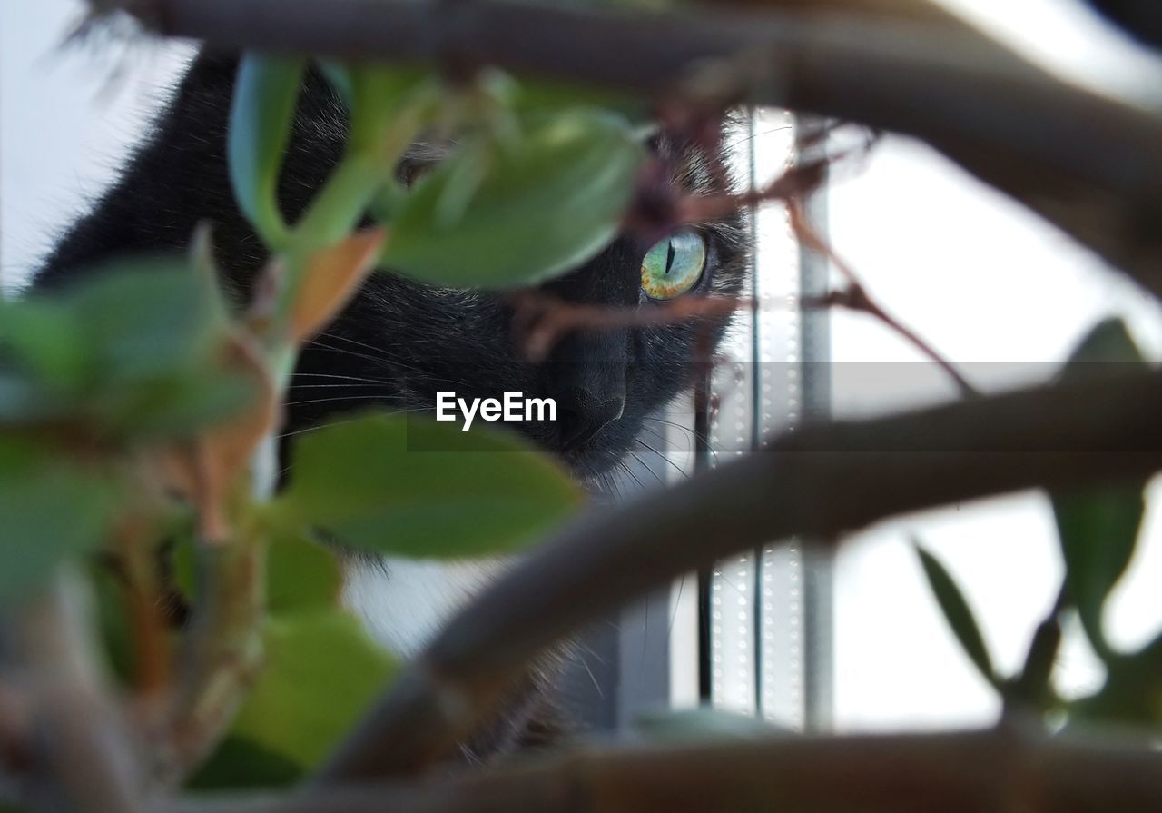 Close-up portrait of a cat with green eyes hiding behind green leaves