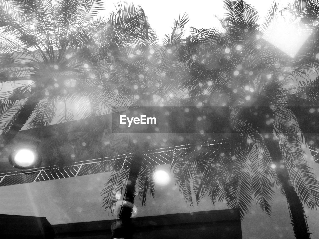 FIREWORK DISPLAY IN SKY SEEN THROUGH TREES DURING FESTIVAL