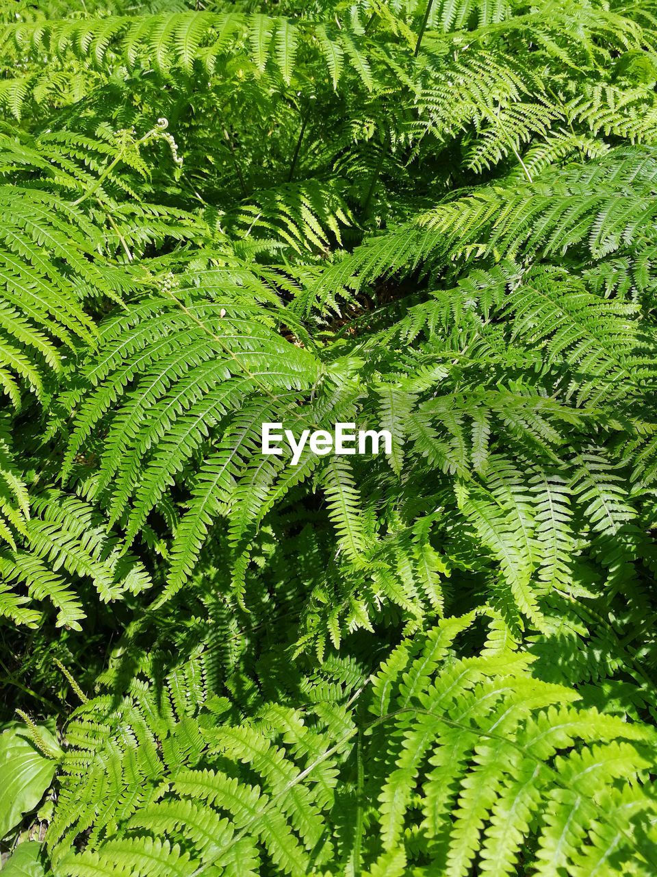 FULL FRAME SHOT OF GREEN LEAVES ON TREE