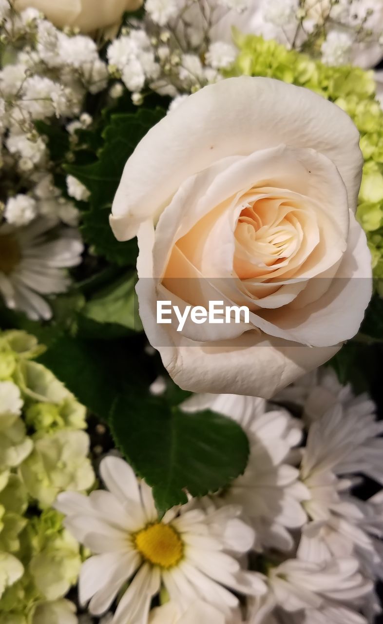 CLOSE-UP OF WHITE ROSE
