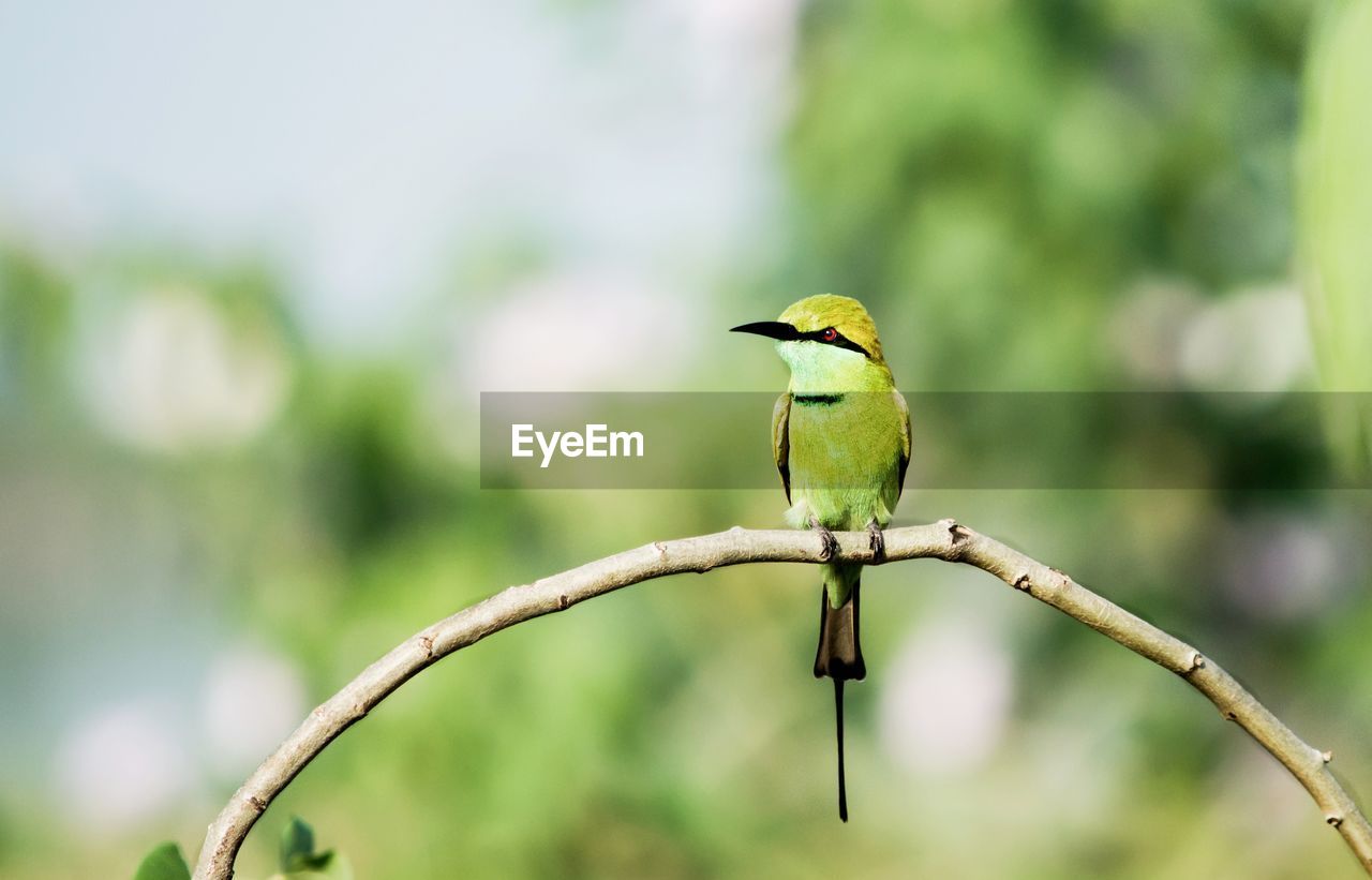 Bee-eater. just perching on a branch and waiting to sight next insect.
