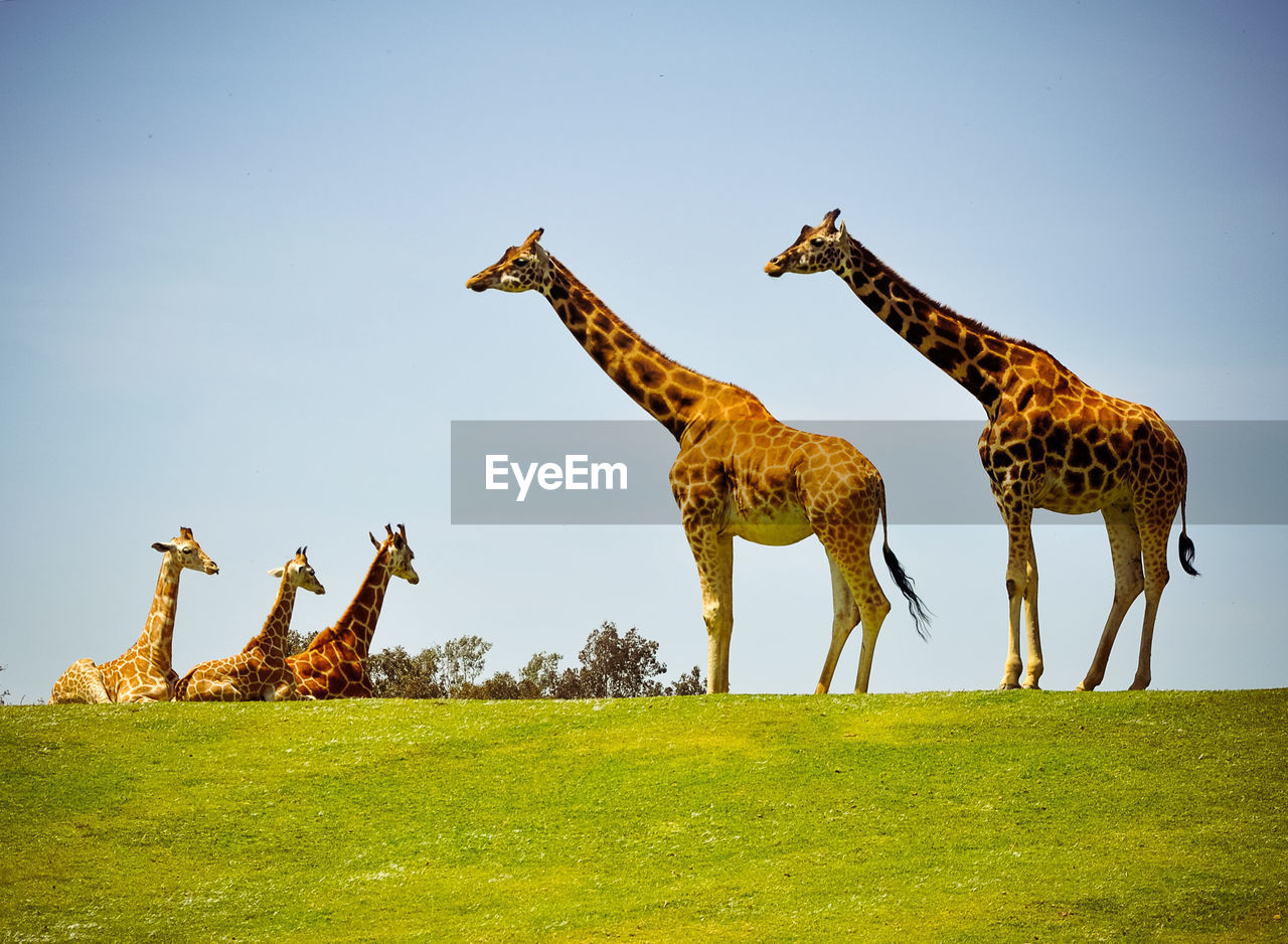 Low angle view of giraffes on grassy field against sky