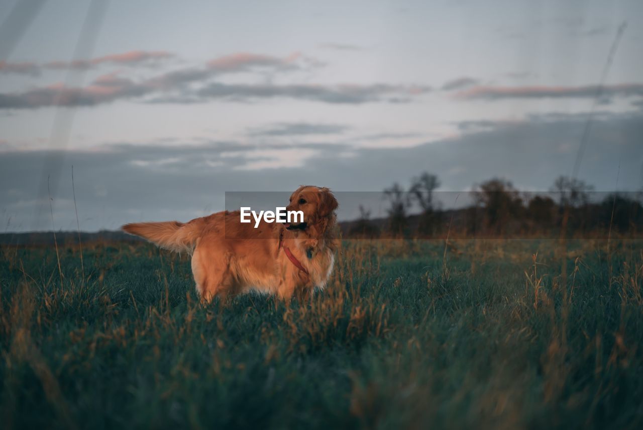 Cute dog on field during sunset